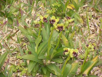 Orchidee in un prato